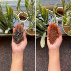 Cactus & Succulents Potting Soil