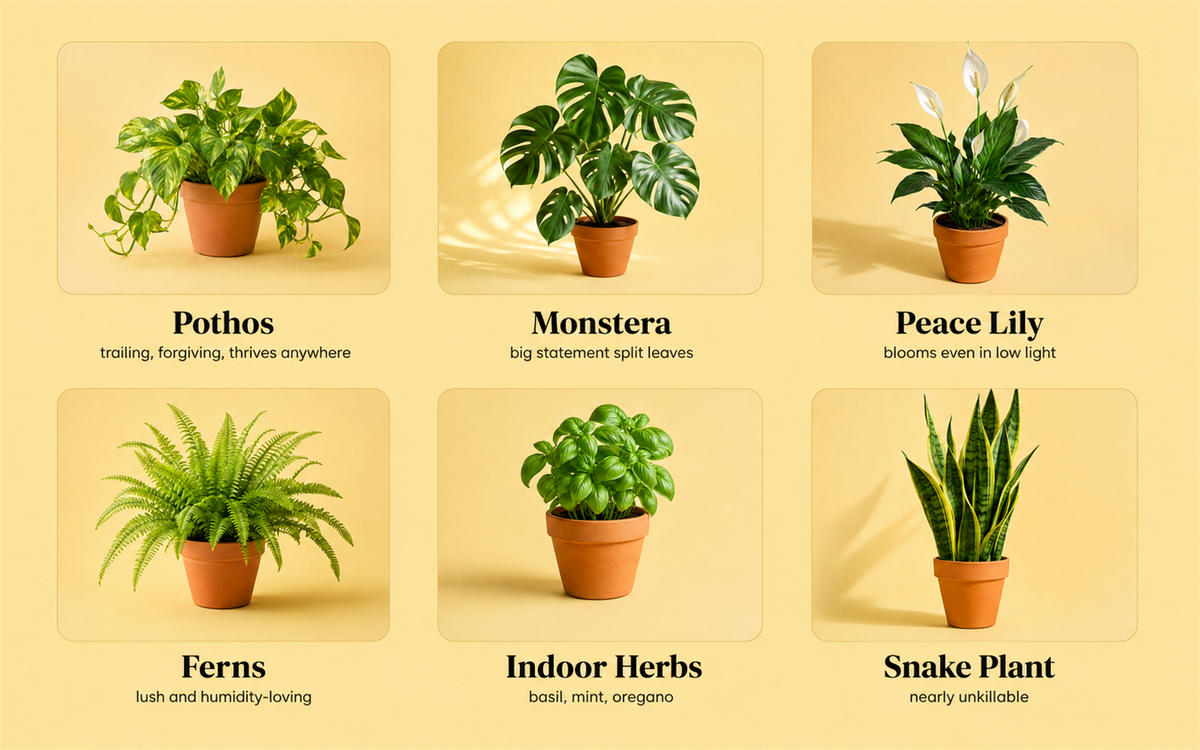 Plants for Houseplant Potting Soil