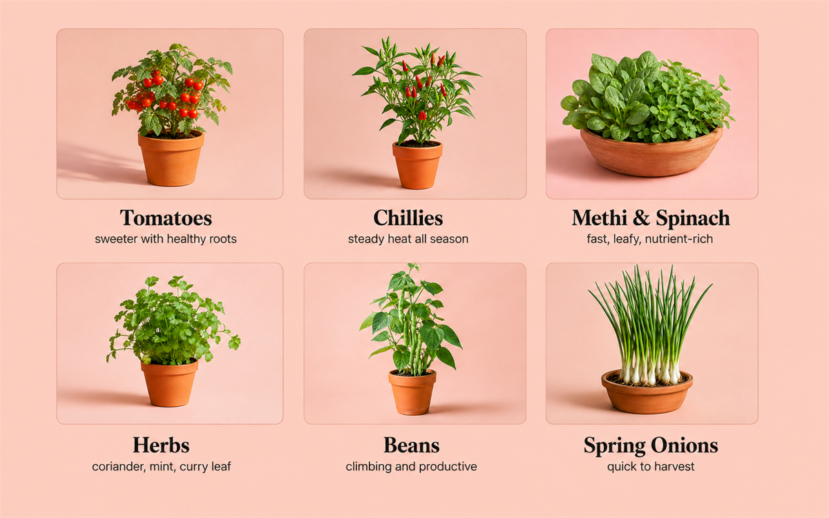 Plants for Kitchen Garden Potting Soil